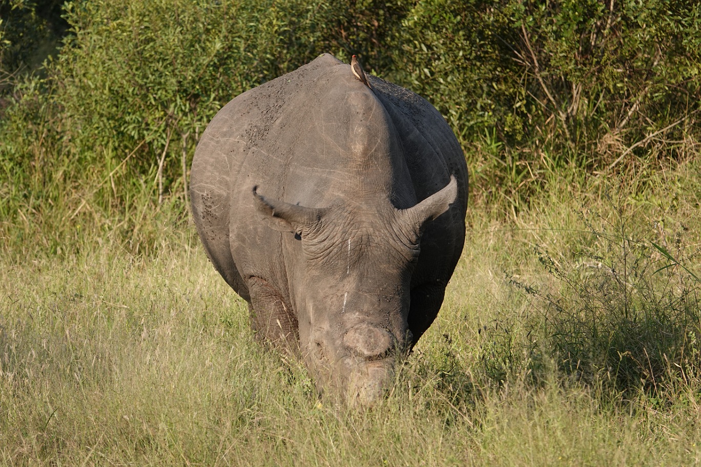 Rhinoceros3.jpg