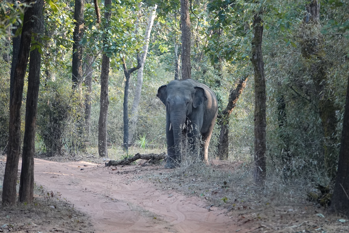 Bandhavgarh4.jpg