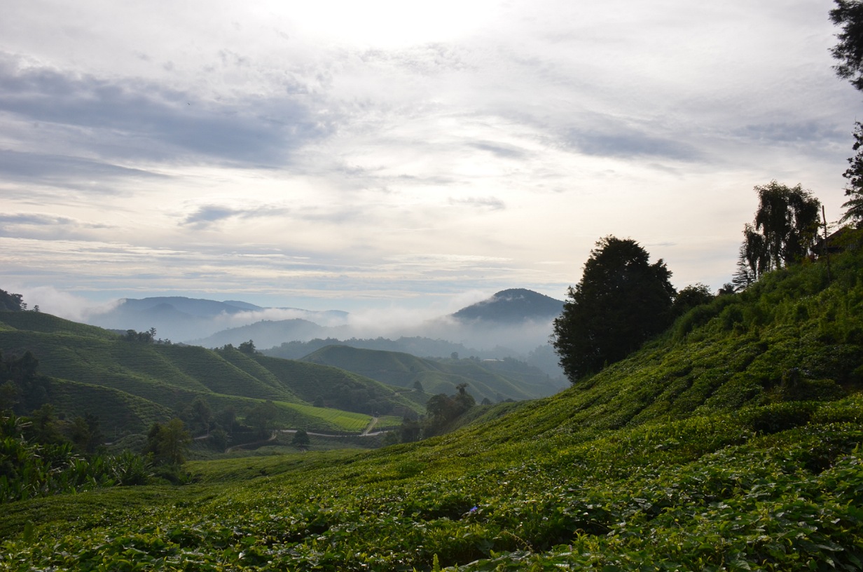 Cameron_Highlands2.jpg