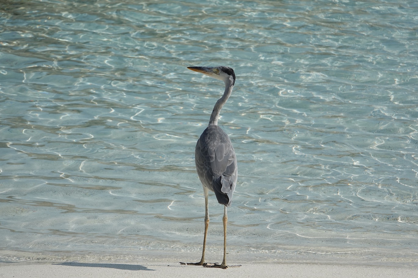 Maldives5.jpg