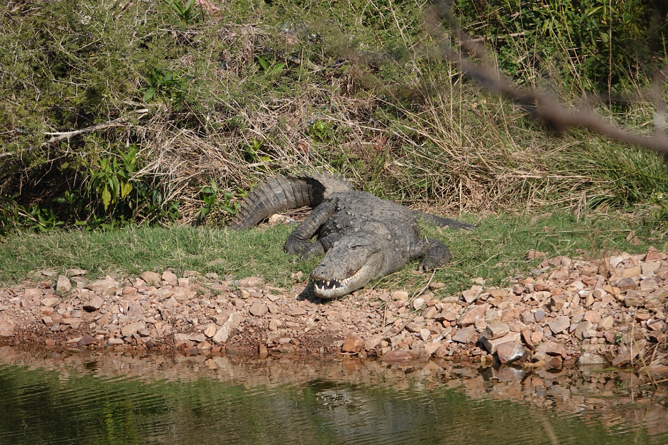 Ranthambore2.jpg