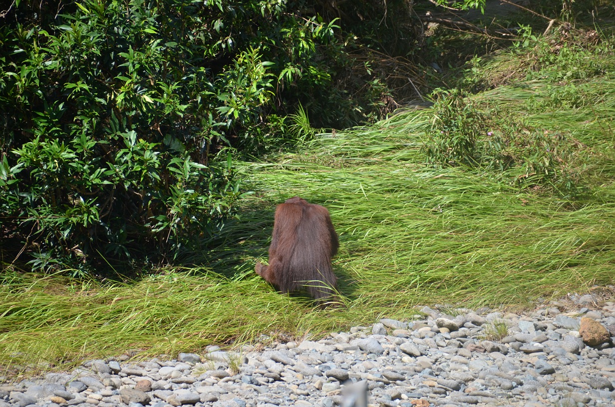 Danum Valley7.jpg