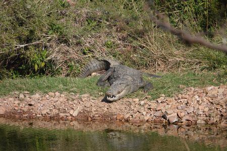 Ranthambore2.jpg