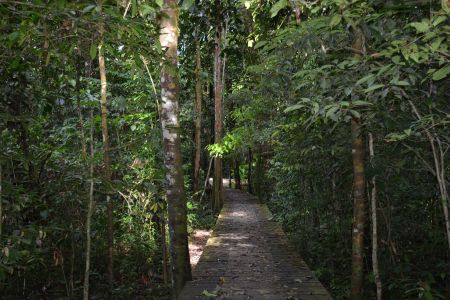 Danum Valley.jpg