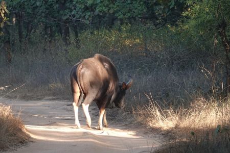 Bandhavgarh5.jpg