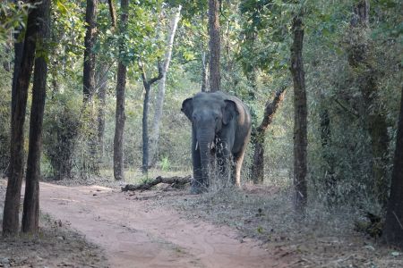 Bandhavgarh4.jpg