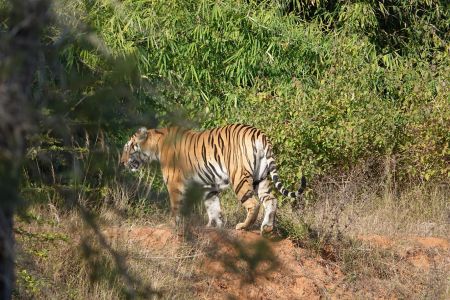 Bandhavgarh2.jpg