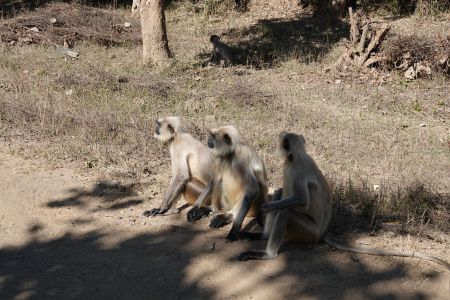 Bandhavgarh7.jpg