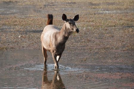 Ranthambore3.jpg