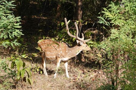 Bandhavgarh.jpg