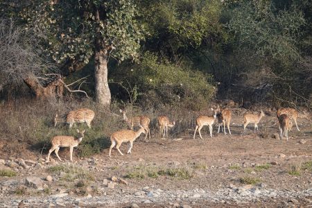 Ranthambore.jpg