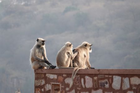 Ranthambore6.jpg